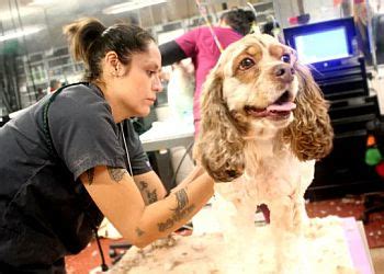 Dog grooming tulsa. Things To Know About Dog grooming tulsa. 